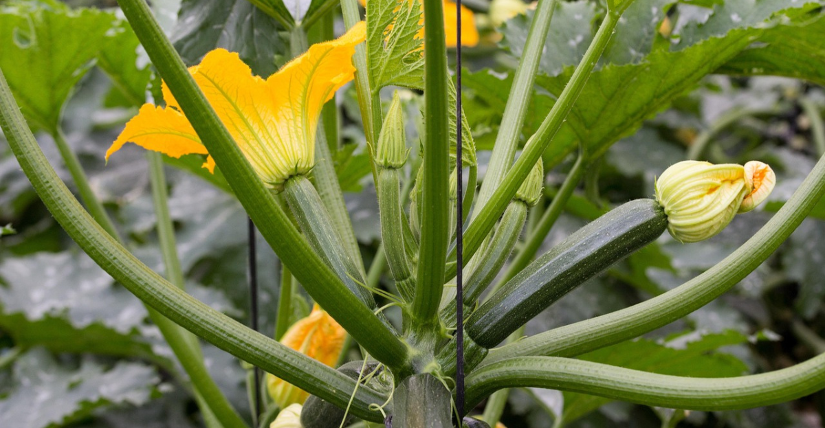 courgette flower